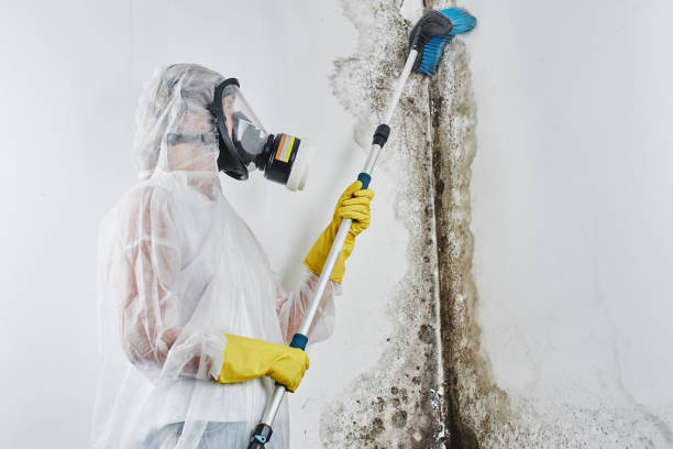 Selma, AL Mold Remediation Company