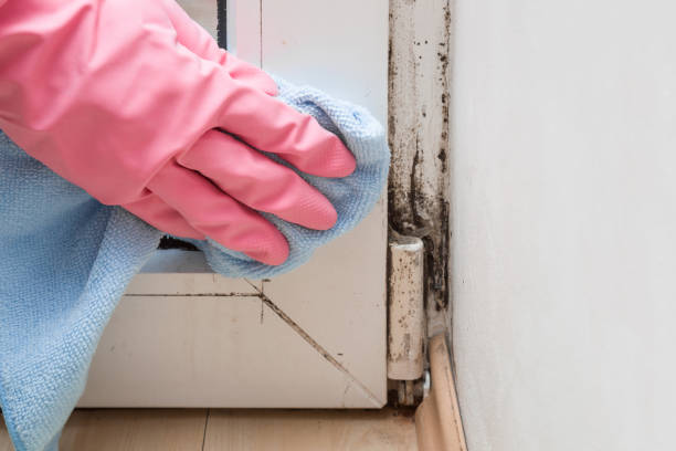 Best Post-Flood Mold Remediation in Selma, AL